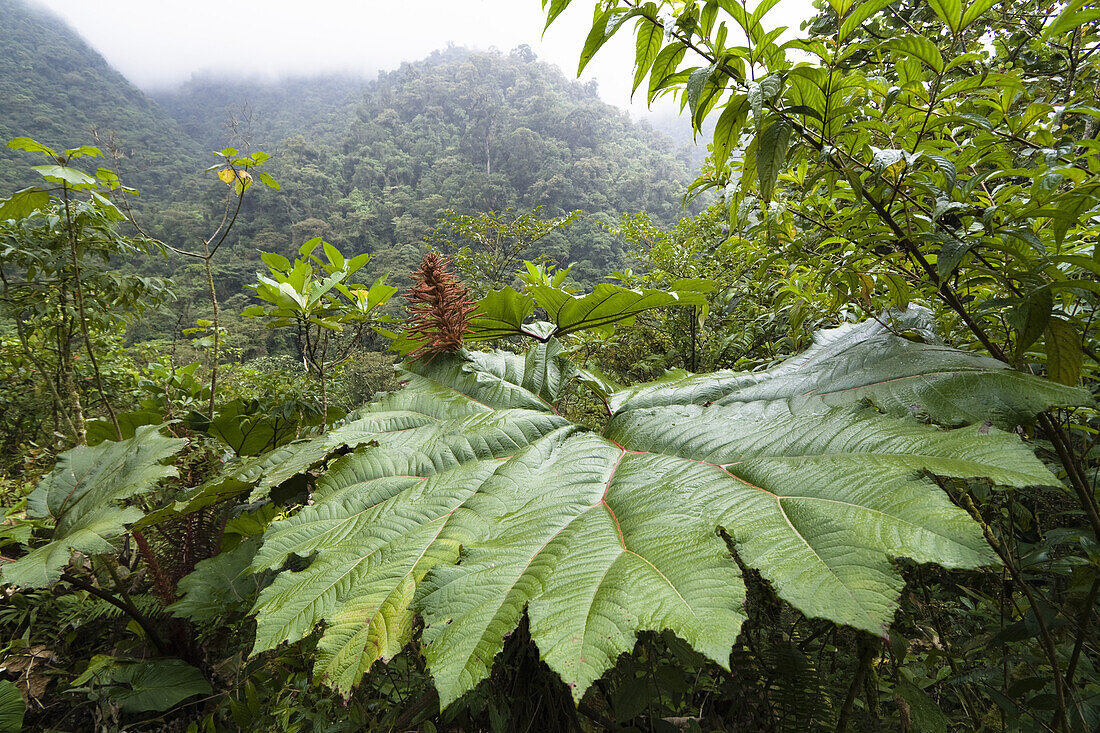Gunnera im Bergregenwald, Gunnera insignis, Tapanti Nationalpark, Costa Rica