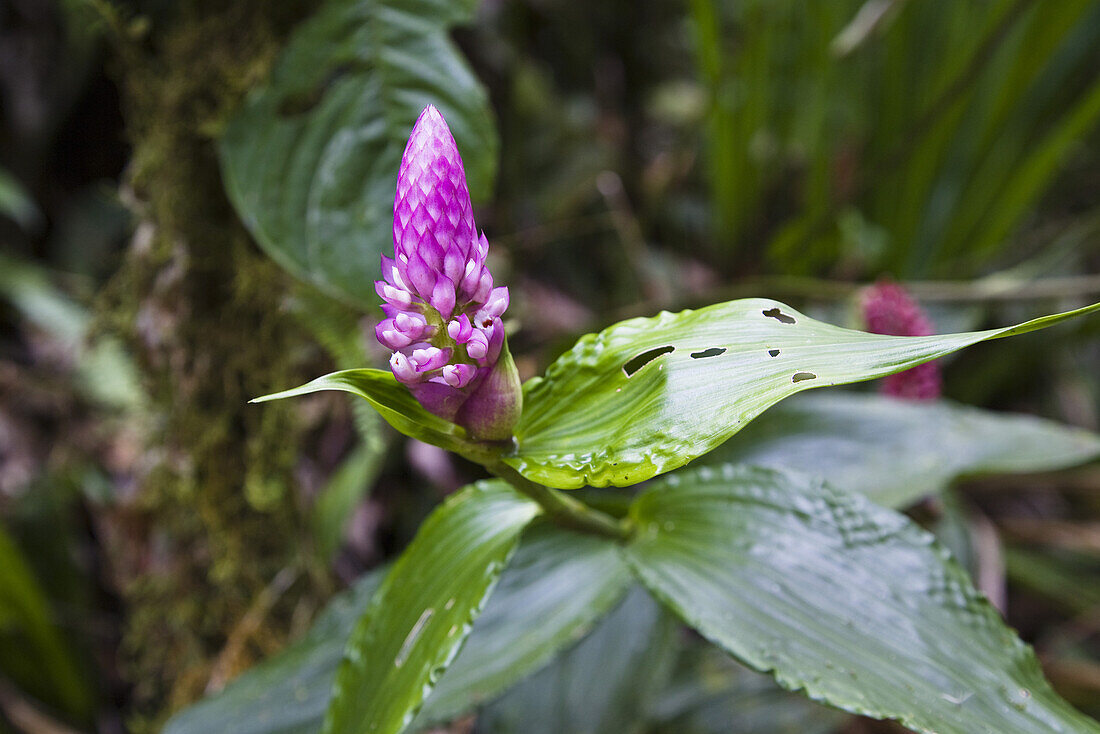 Blüte im Bergregenwald, Tapanti Nationalpark, Costa Rica