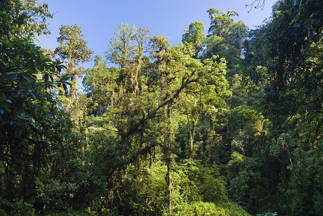 Bergregenwald, Tapanti Nationalpark, Costa Rica