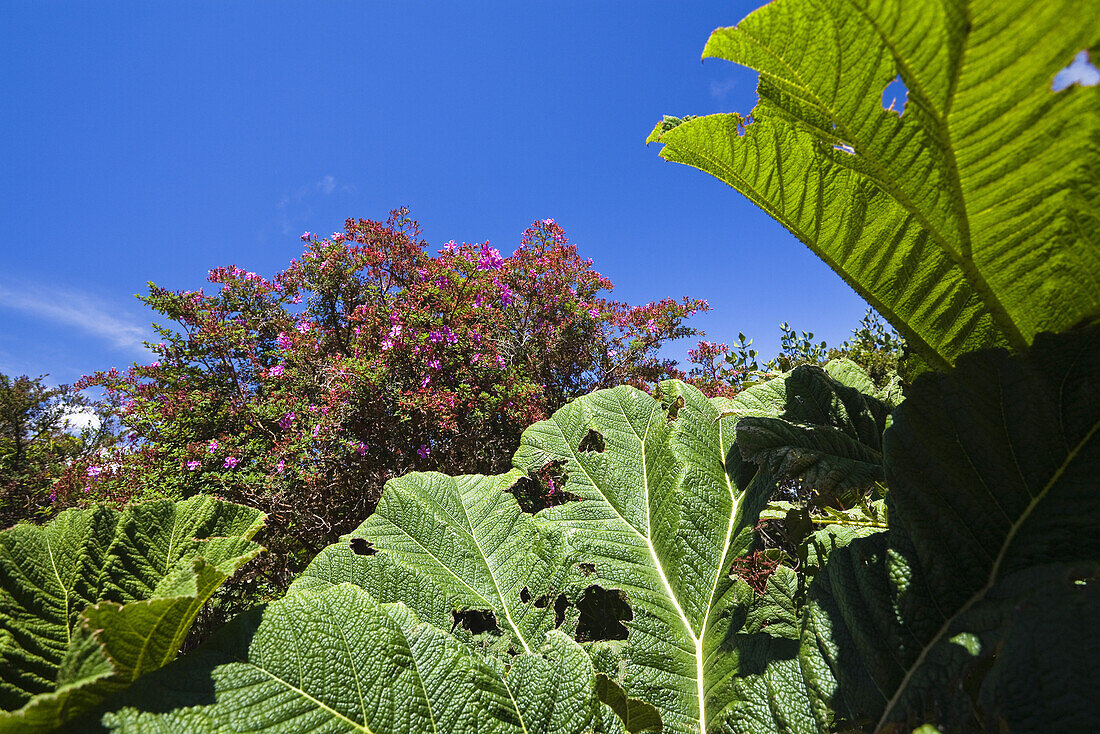 Gunnera and flowering bush in the mountainous rainforest of Volcano Poas National Park, Gunnera insignis, Costa Rica