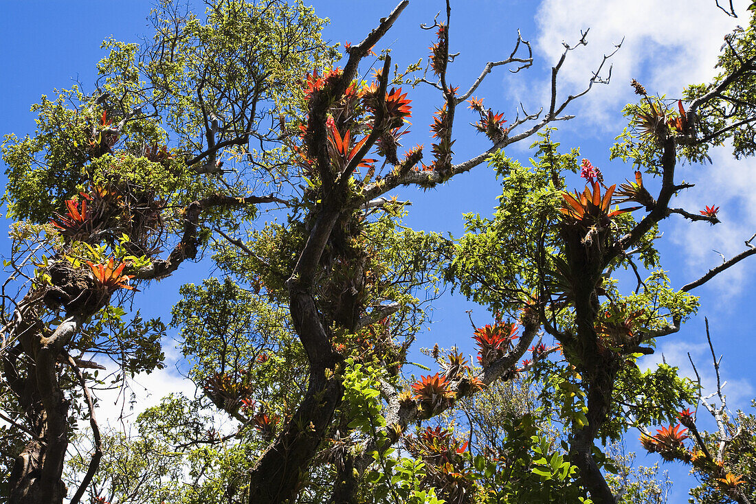 Bromeliads, in the rainforest at Poas Volcano, Costa Rica