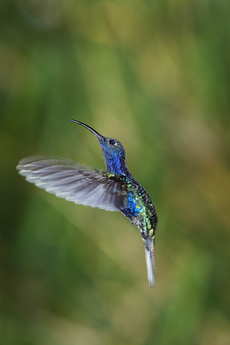 Kolibri im Rüttelflug, Purpurdegenfluegler, Campylopterus hemileucurus, Costa Rica, Mittelamerika