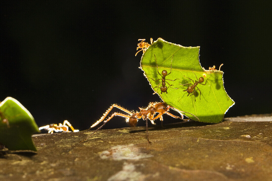 Leafcutter ants carrying pieces of leaves, Atta cephalotes, rainforest, Costa Rica