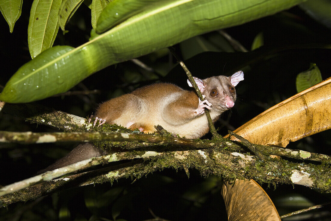 Woolly Opossum in lowland rainforest, Caluromys derbianus, Braulio Carrillo National park, Costa Rica, Central America