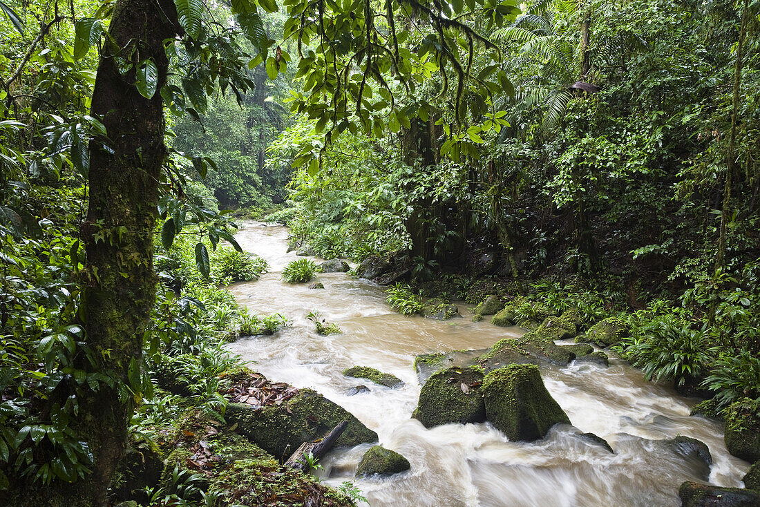 Lowland rainforest, Braulio Carrillo National Park, Costa Rica, Central America