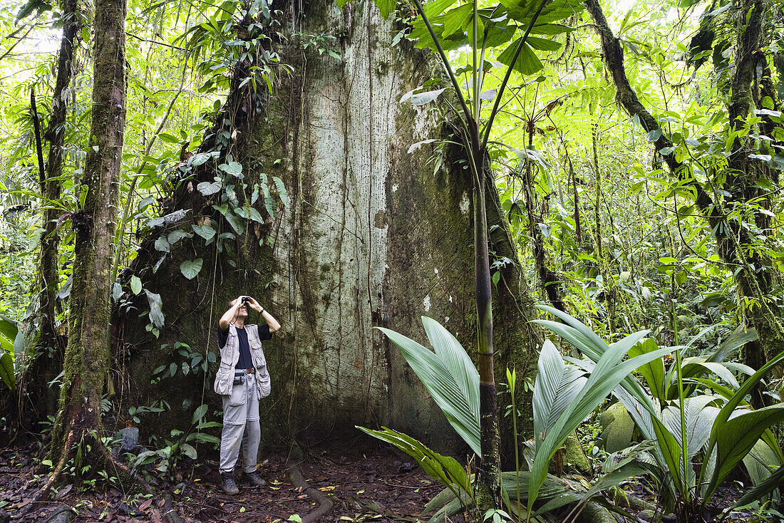 Ornithologist watching birds in a mountain rainforest, Braulio Carrillo National Park, Costa Rica, Central America