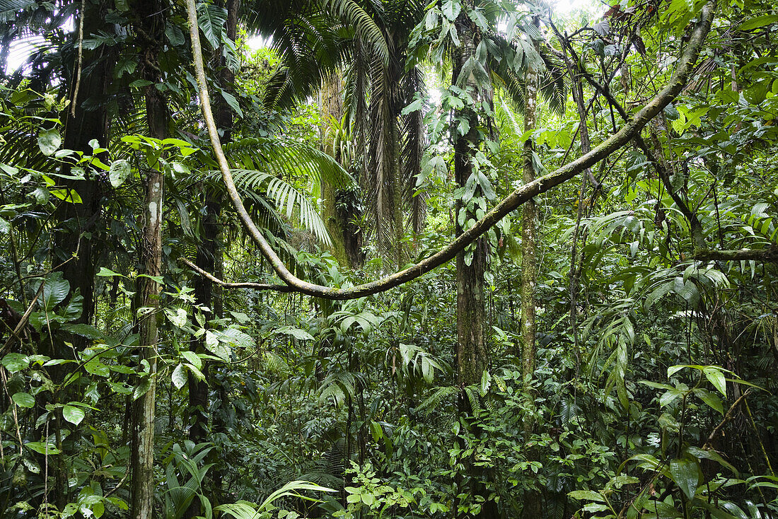 Lowland rainforest, Braulio Carrillo National park, Costa Rica, Central America