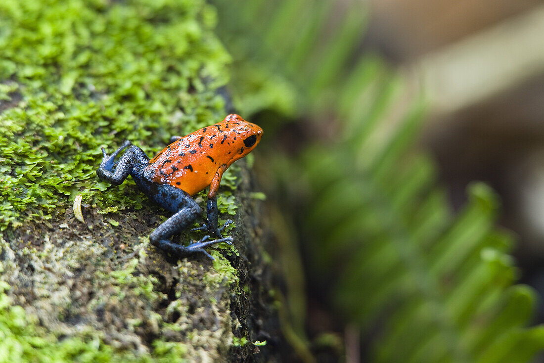 Strawberry Poison Dart Frog, Dendrobates pumilio, rainforest, Costa Rica
