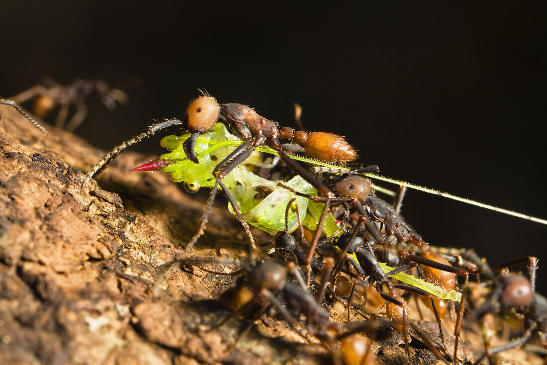 Army Ants, submajor and worker, Eciton burchellii, rainforest of La Selva, Costa Rica