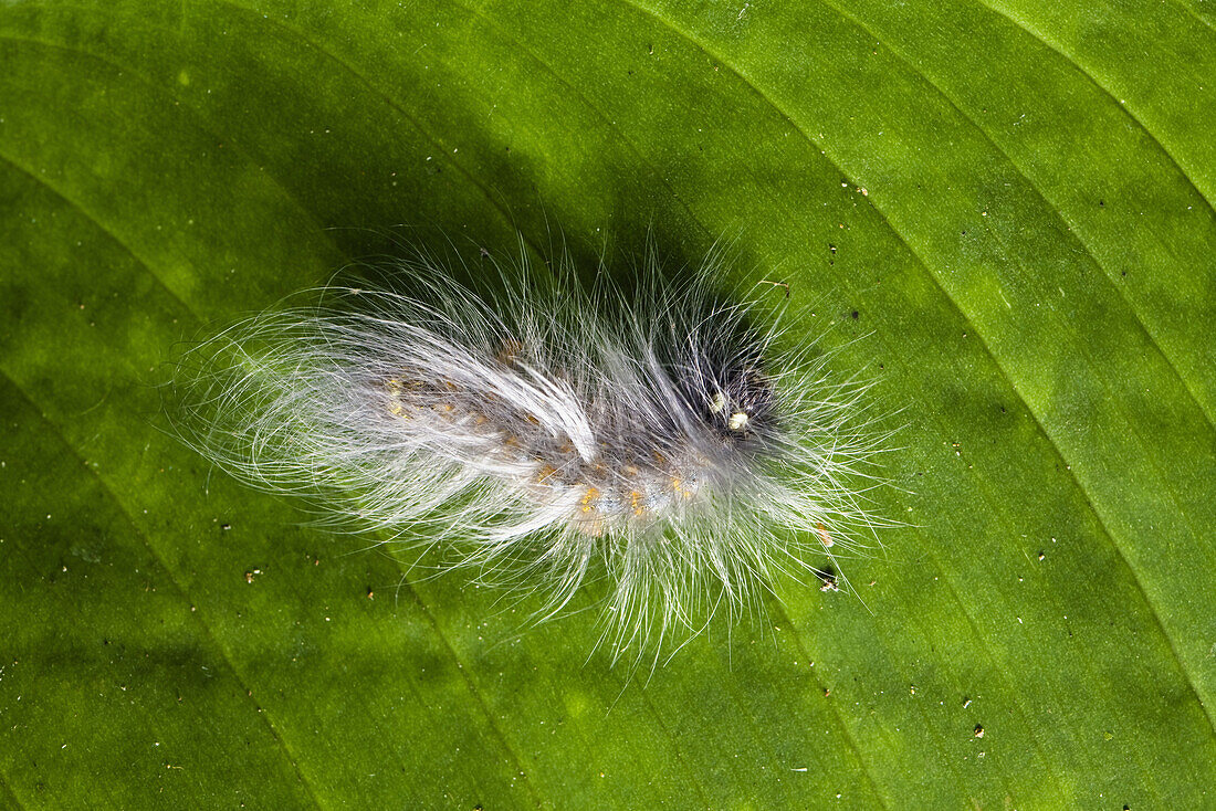 hairy caterpillar in lowland rainforest, Braulio Carrillo Nationa Park, Costa Rica, Central America