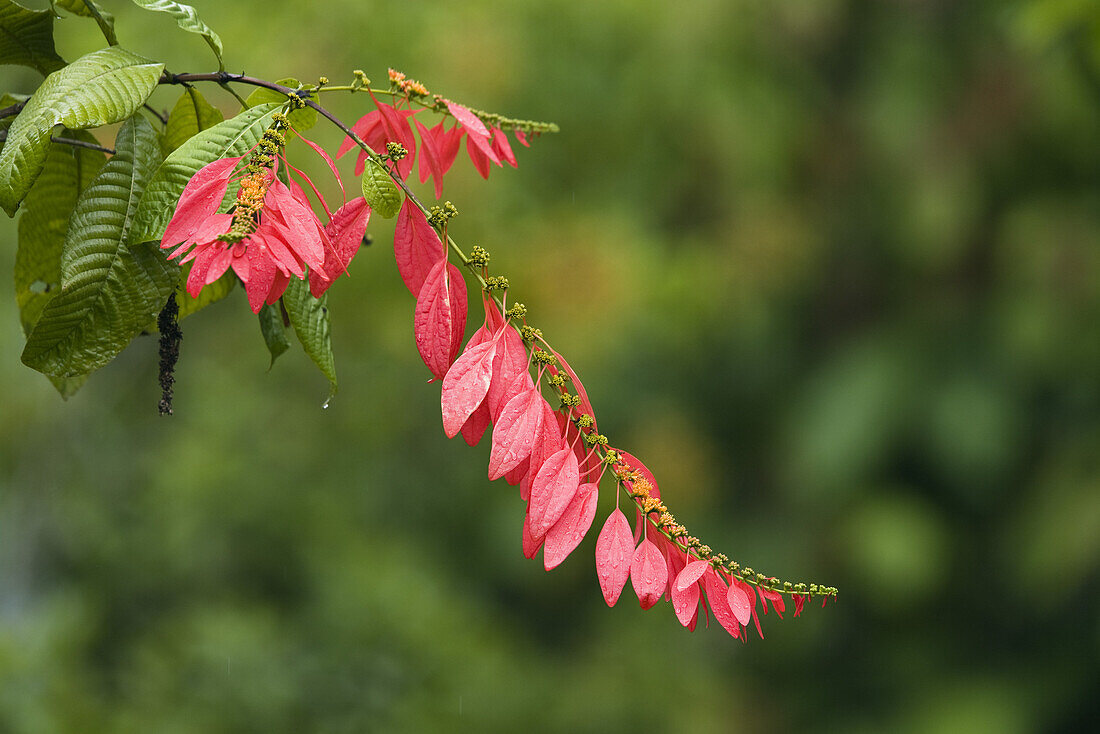 Blütenstand, Warszewiczia coccinea, Costa Rica, Mittelamerika