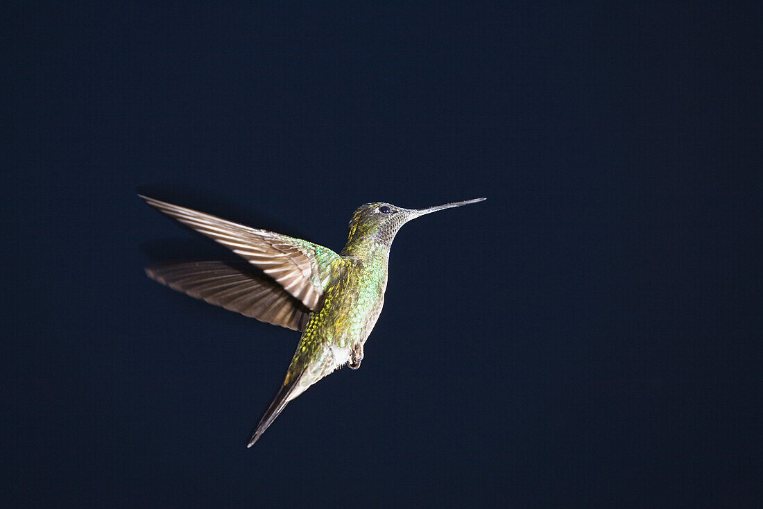 Kolibri im Flug, Panterpe insignis, Weibchen, Cerro de la muerte, Costa Rica