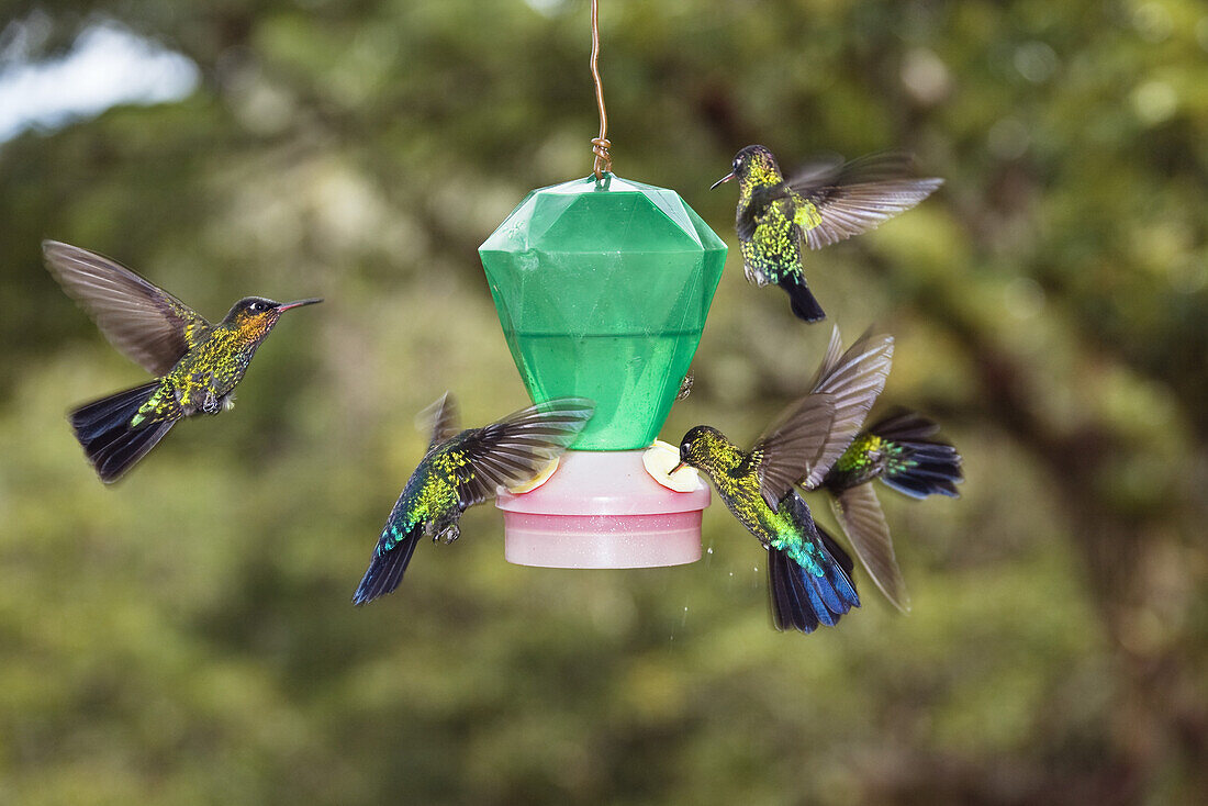 Kolibris an Futterstelle, Cerro de la Muerte, Costa Rica, Mittelamerika