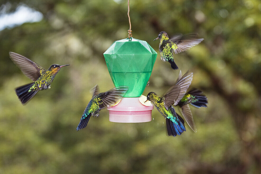 hummingbirds on feeder, Cerro de la Muerte, Costa Rica, Centralamerica