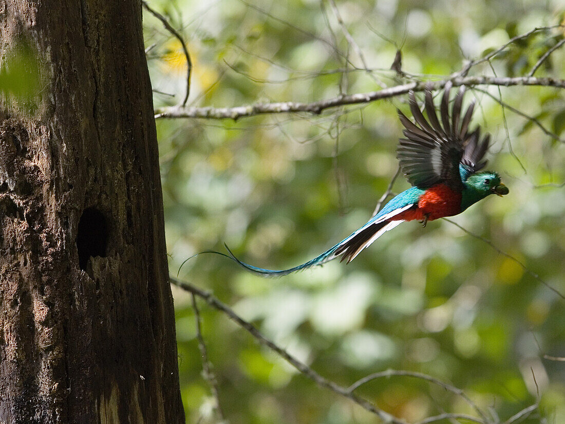 Quetzal Männchen im Flug, Pharomachrus mocinno costaricensis, Costa Rica
