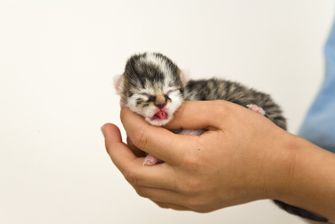 Neugeborene Hauskatze in Kinderhand, Deutschland