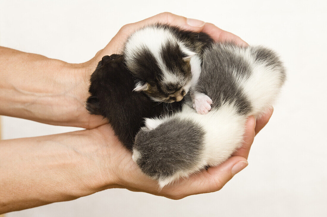 Newborn domestic cats in a woman's hands, Germany