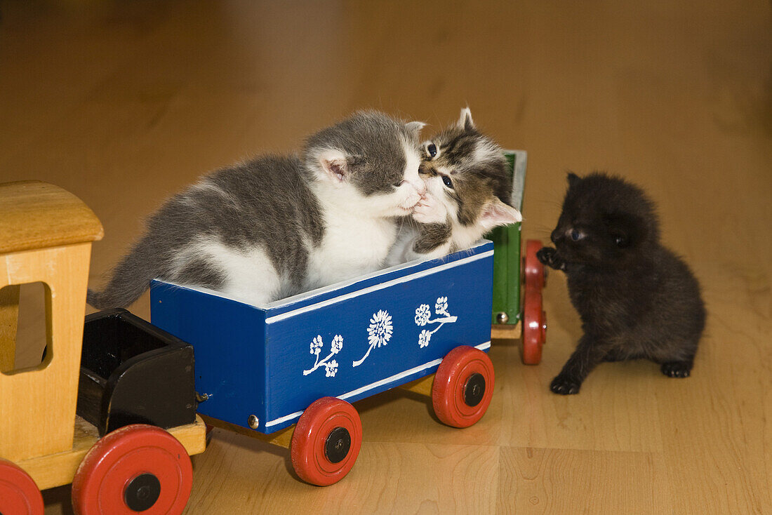 Young cats playing with a wooden train, Germany