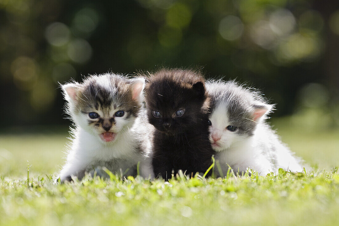 Junge Katzen auf den Rasen, Felis catus, Deutschland