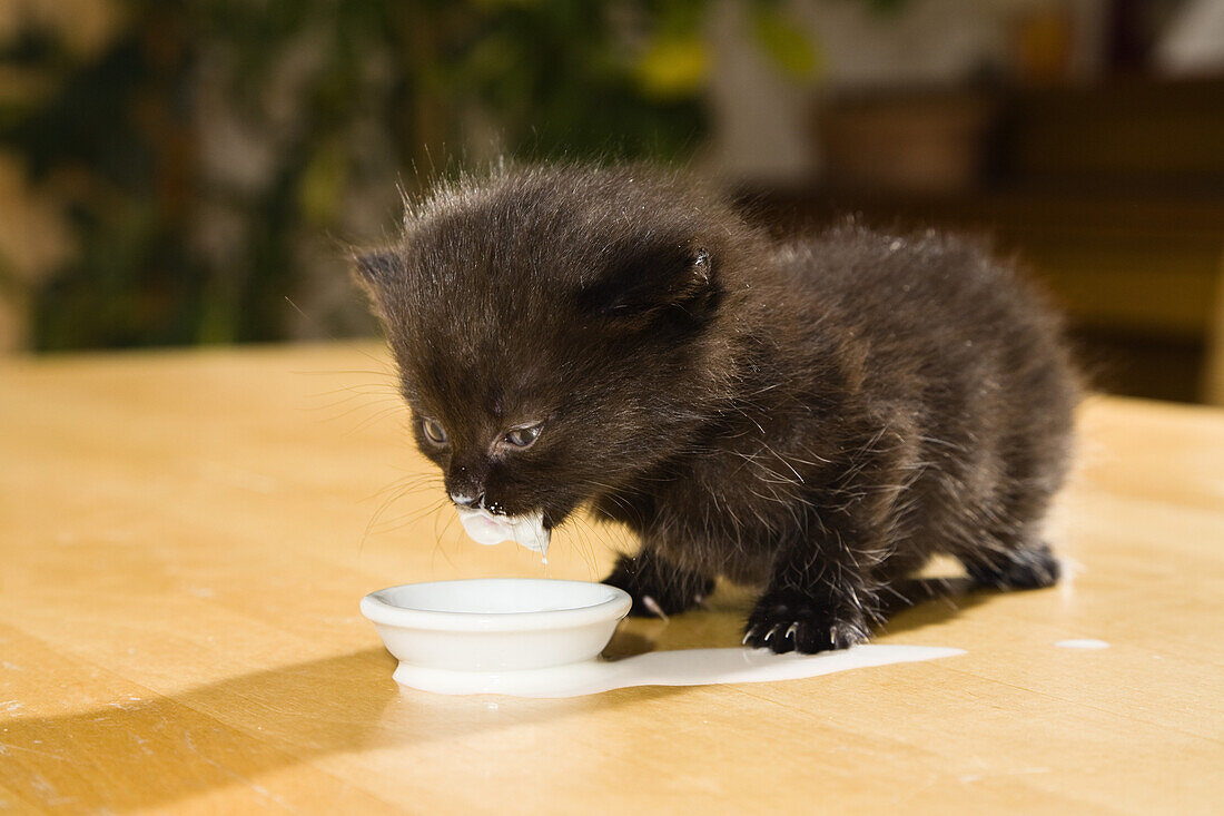 Junge Hauskatze, Kätzchen trinkt Milch, Deutschland
