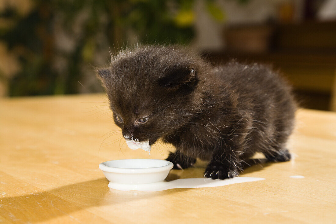 Young domestic cat, kitten drinking milk, Germany