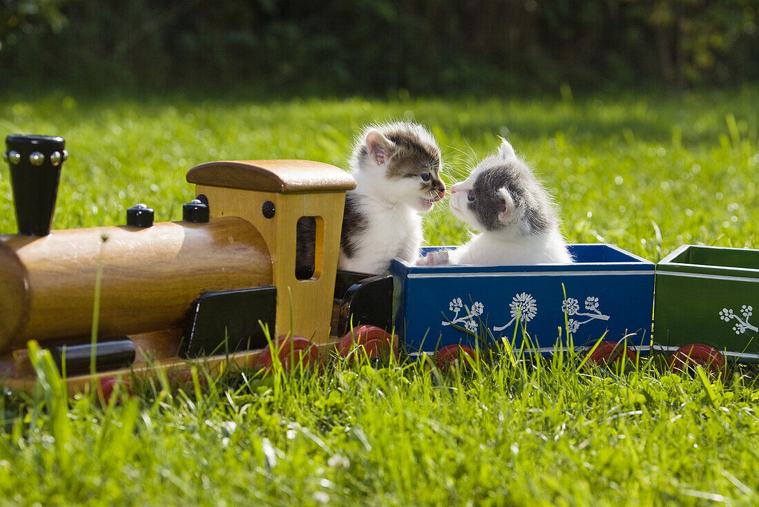 Junge Haus-Katzen, Kätzchen spielen mit der Holzeisenbahn im Garten, Deutschland