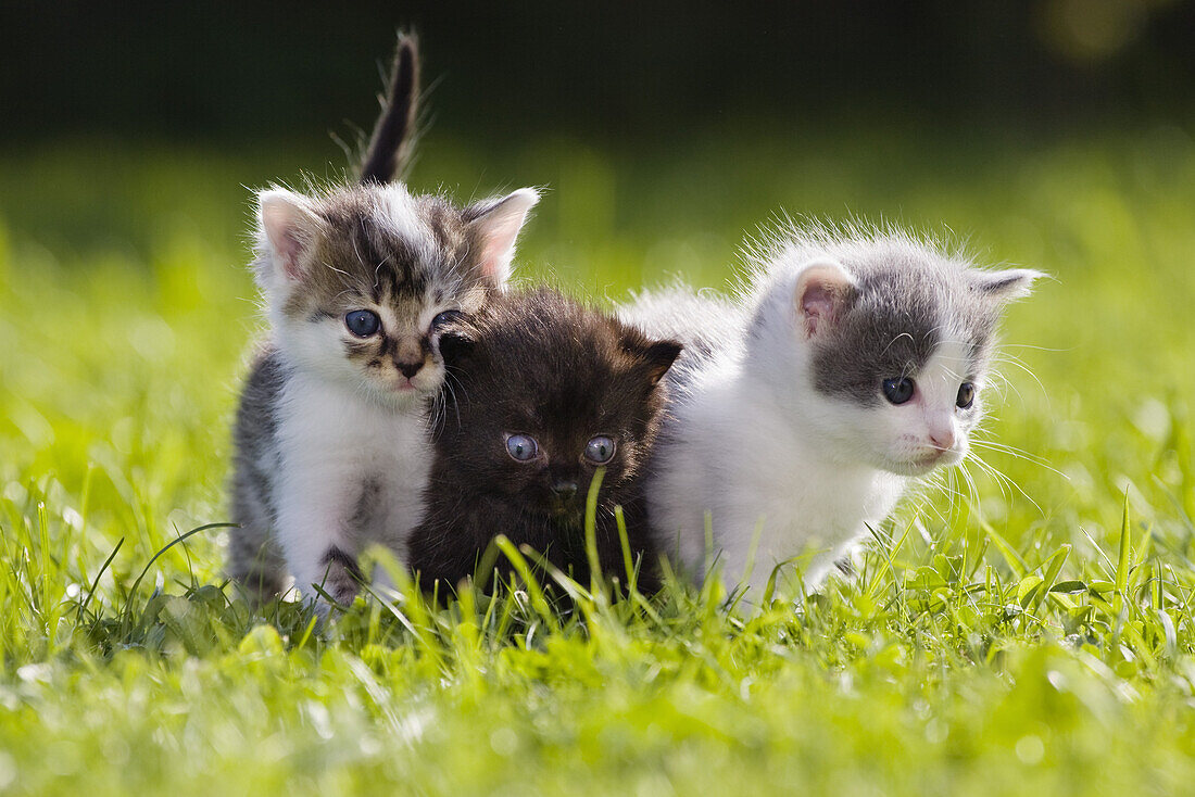 Junge Haus-Katzen, Kätzchen im Garten, Deutschland