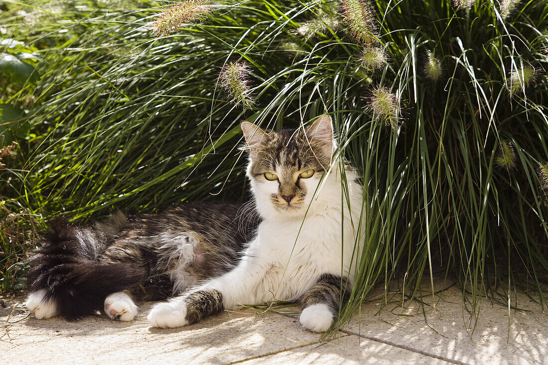 Domestic cat sitting in the garden, Germany