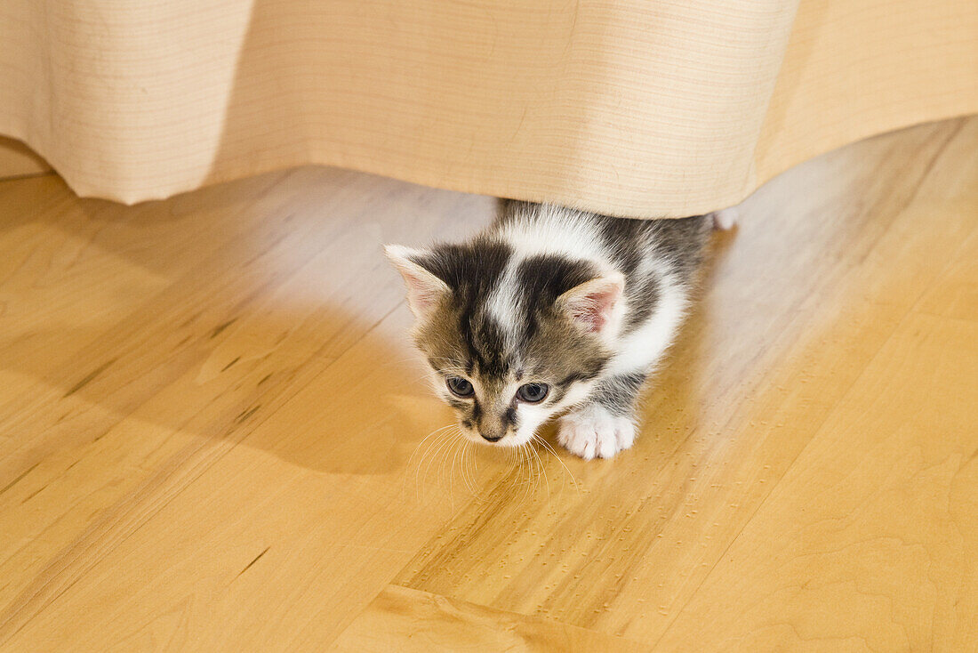 Young domestic cat, kitten behind the curtain in the living room, Germany