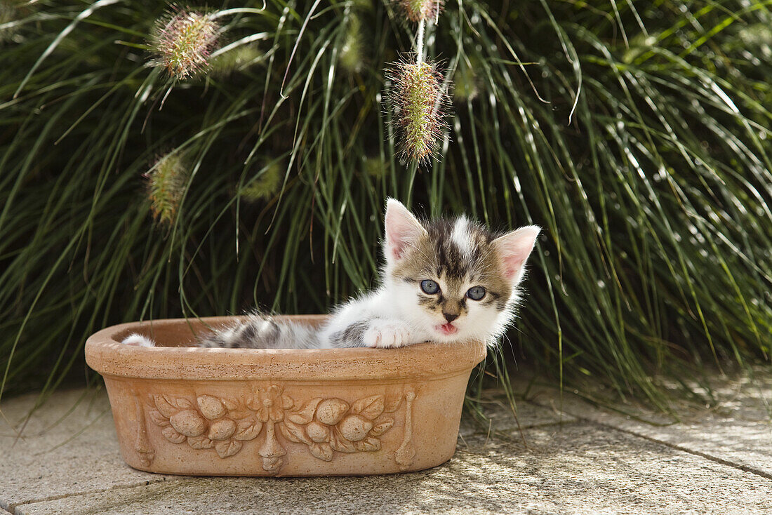 Domestic cat, kitten with flowers, Germany