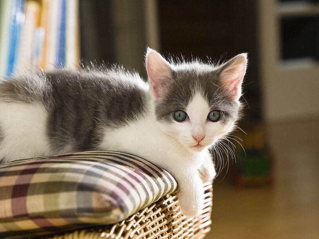 young domestic cat, kitten laying on a chair in the living room, Germany