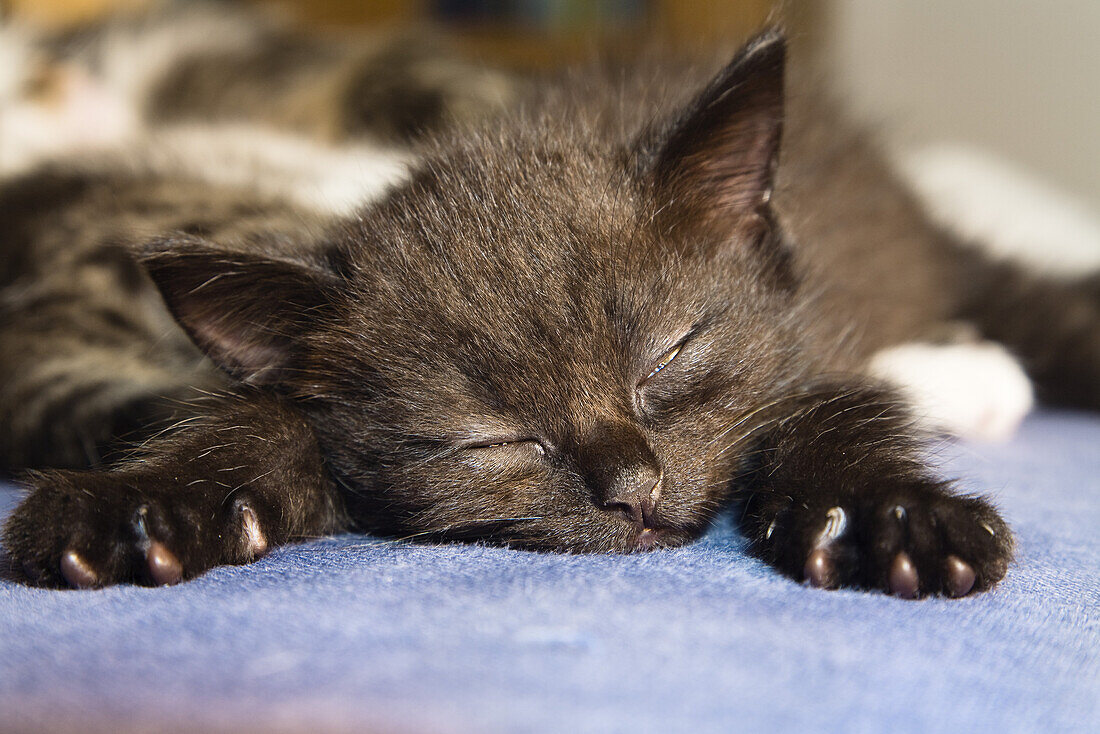 Junge schwarze Hauskatze, Kätzchen schläft, Deutschland