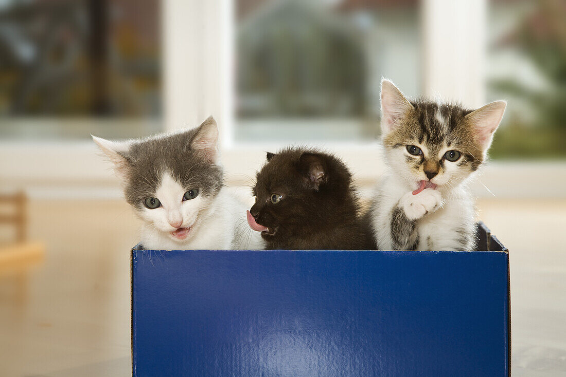 Junge Katzen in einem Karton, Deutschland
