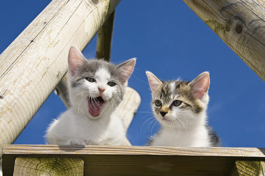 Young domestic cats, kittens on a platform in the garden, Germany