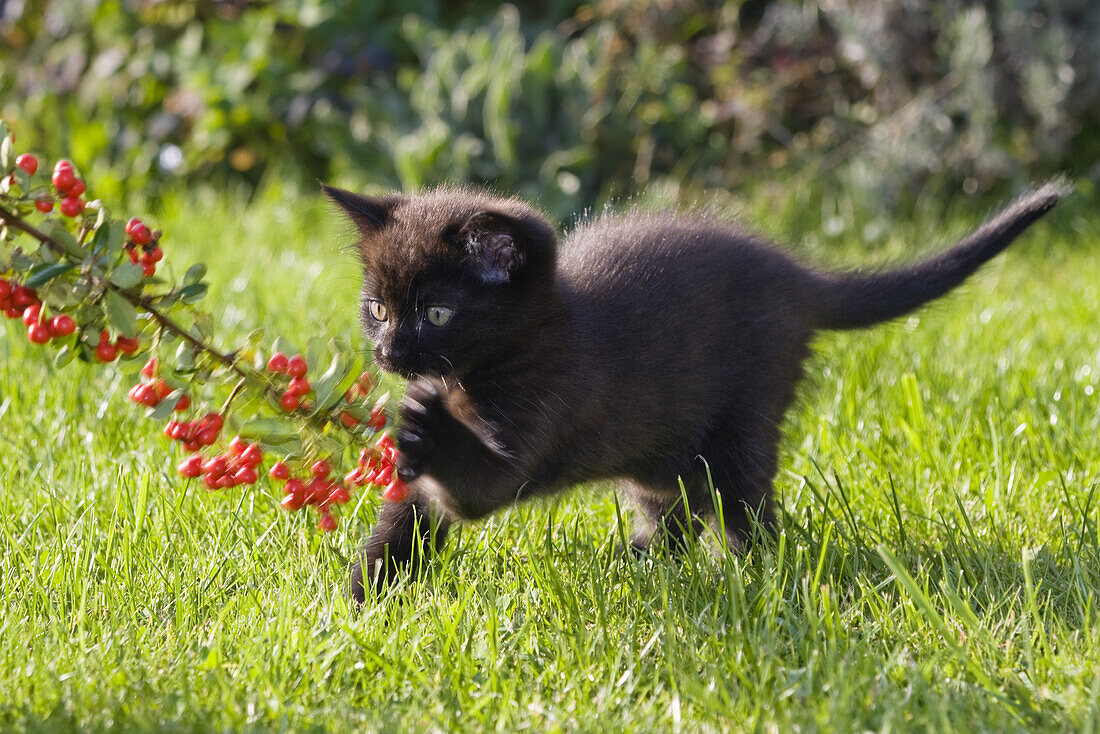 Young domestic cat playing with toy, Germany