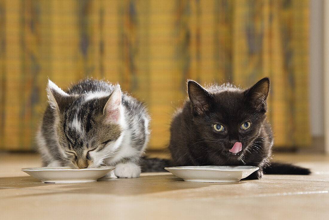 Two young domestic cats, kittens drinking milk, Germany