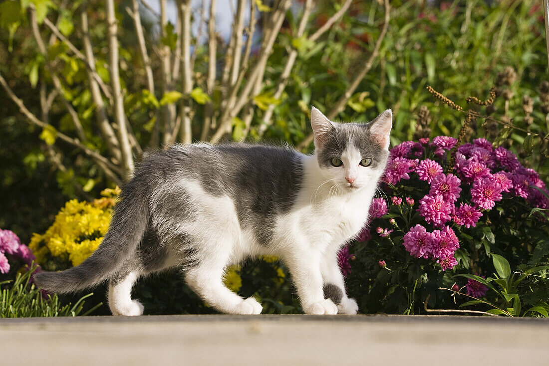 Young kitten, domestic cat in the garden near flowers, Germany