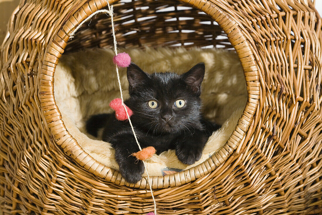 Domestic cat, kitten in a basket, Germany