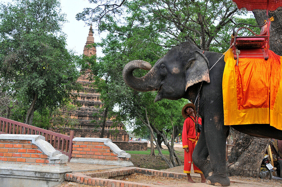 Elefant in der alten Königsstadt Ayutthaya, Thailand, Asien