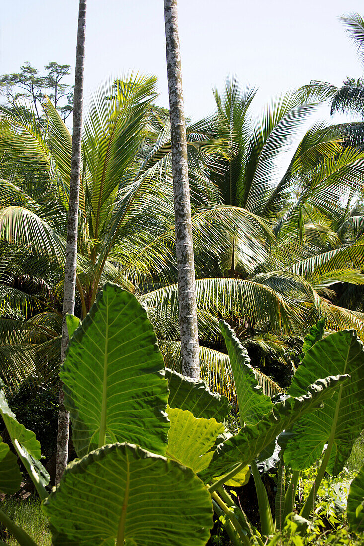 Palmen einer Kokosplantage im Sonnenlicht, Havelock Island, Andamanen, Indien