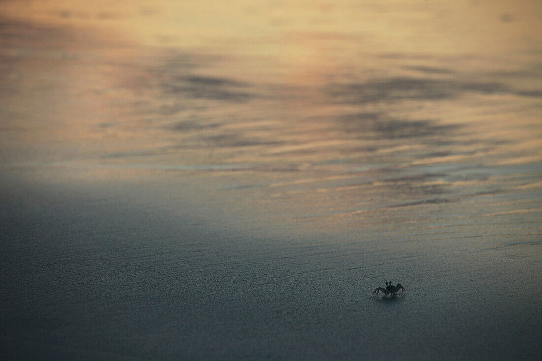 Crab on Radha Nagar Beach, Beach 7 in the morning, Havelock Island, Andamans, India