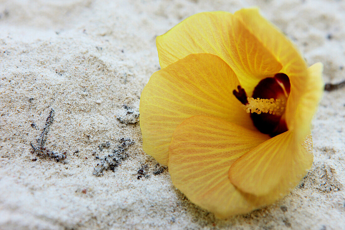 Hibiscus blossom on Beach 5, Havelock Island, Andamans, India