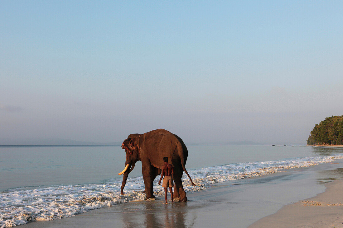 Elefant mit seinem Mahut bei Sonnenaufgang am 12 km langen Radha Nagar Beach, Strand 7, Havelock Island, Andamanen, Indien