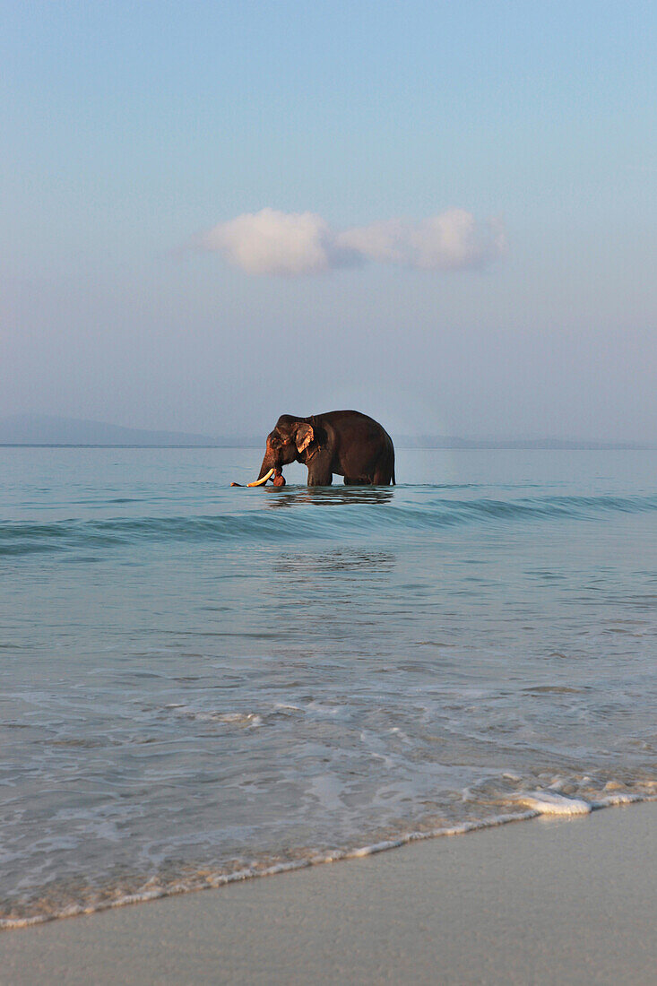 Badender Elefant mit seinem Mahut in der Andamanensee bei Sonnenaufgang am Radha Nagar Beach, Strand 7, Havelock Island, Andamanen, Indien