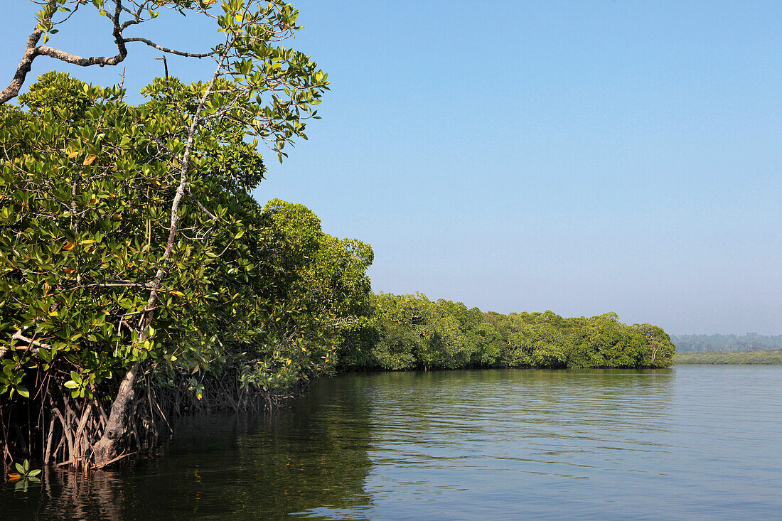 Mangrove forest in the sunlight, Middle Strait jetty, Baratang, Middle Andaman, Andamans, India