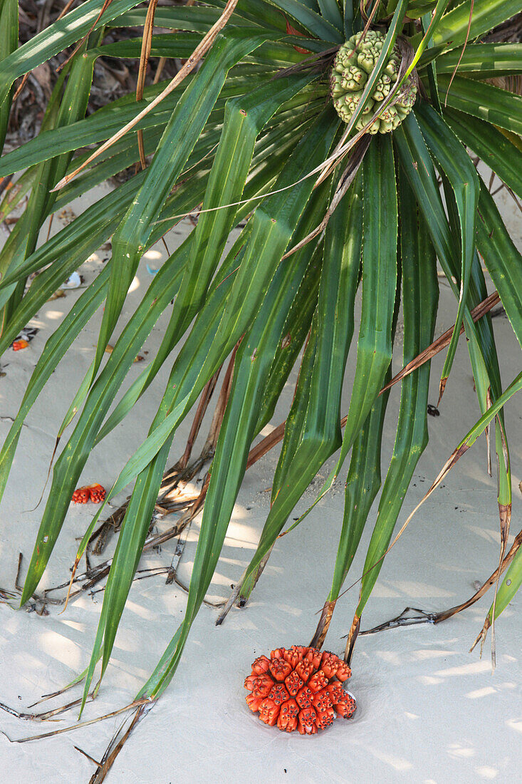 Tropische Pflanze am Strand der Merk Bay, North Passage Island, Middle Andaman, Andamanen, Indien