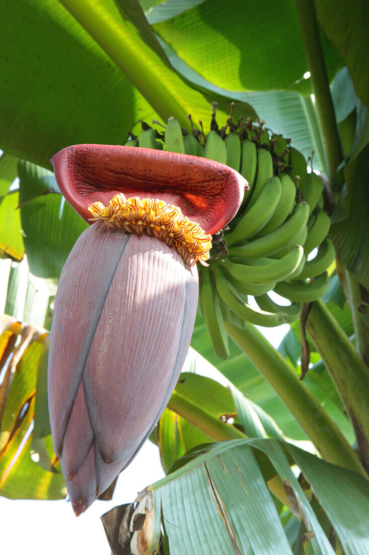 Bananenblüte vor Bananenstaude, Bharatang Island, Middle Andaman, Andamanen, Indien
