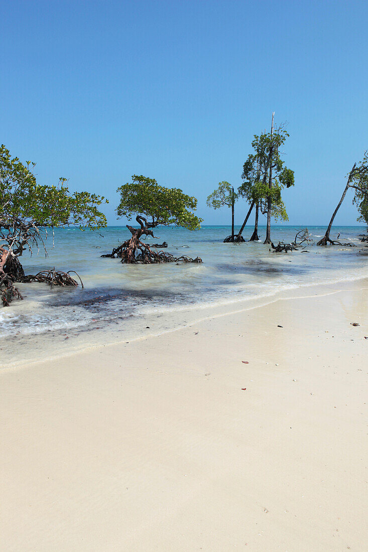 Mangroven am Strand der Merk Bay, North Passage Island, Middle Andaman, Andamanen, Indien