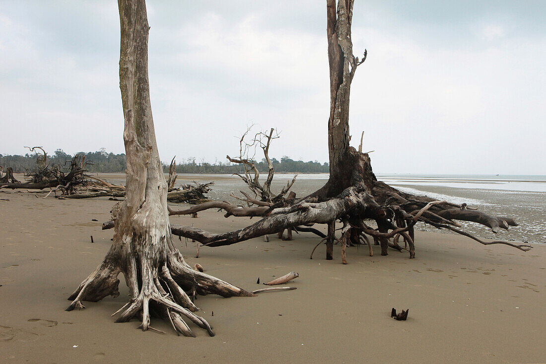 Vom Tsunami verwüstete Bäume an einem unbewohnten Strand, Bharatang, Middle Andaman, Andamanen, Indien