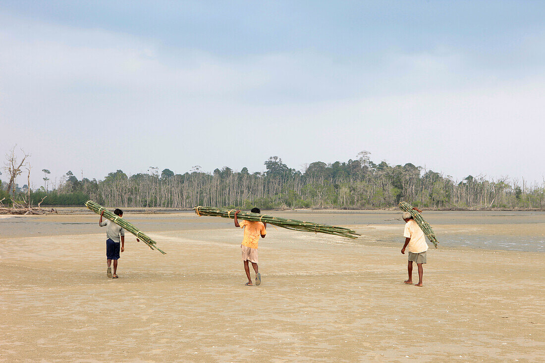 Dorfbewohner tragen Bambus über den Balu Dera Beach, Bharatang, Middle Andaman, Andamanen, Indien